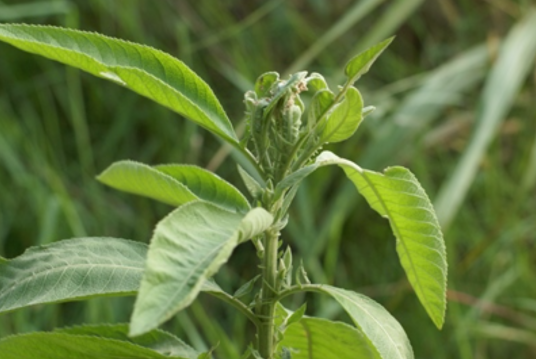 艾纳香（旋覆花族艾纳香属植物）