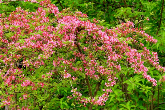 锦带花（植物名称）