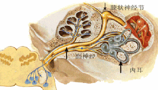 什么是面神经