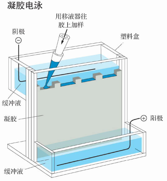 凝胶电泳