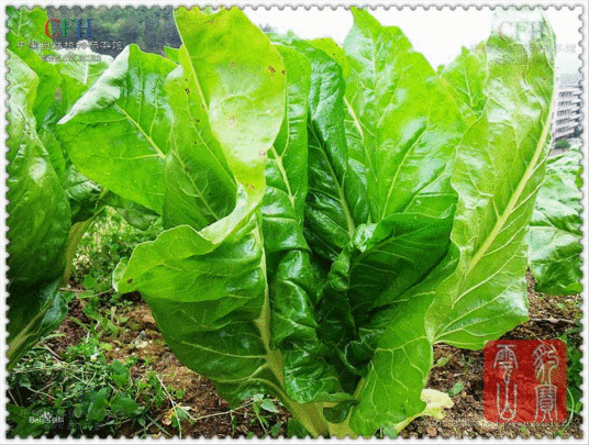 什么是莙荙菜（藜科甜菜属植物）