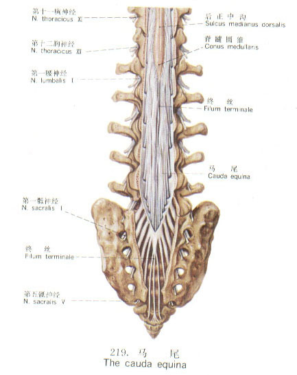 马尾神经