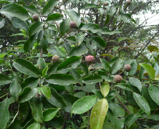 什么是野荔枝（伞形目山茱萸科植物）