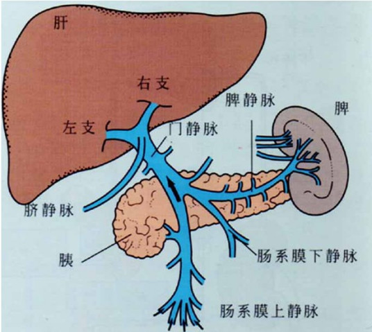 谷氨酰转氨酶