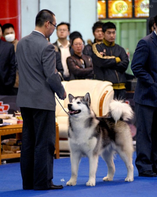 牵犬师