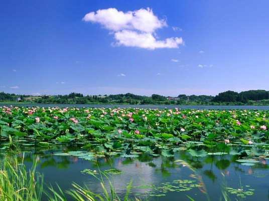 什么是保定市安新白洋淀景区