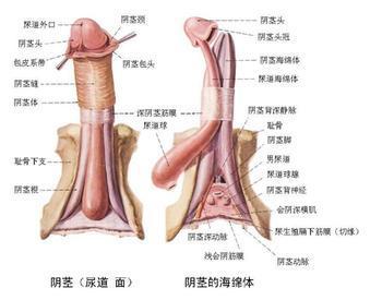 泄精