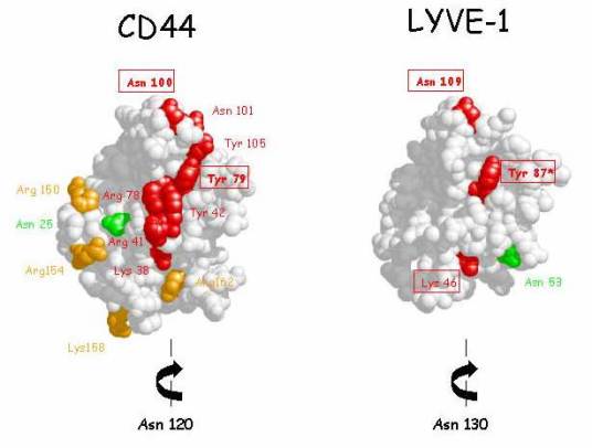 CD44