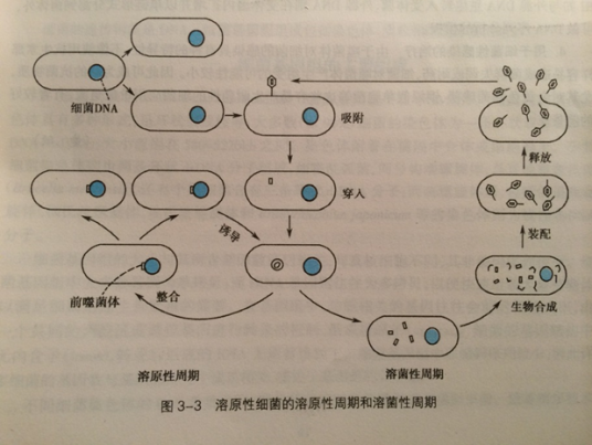 温和噬菌体