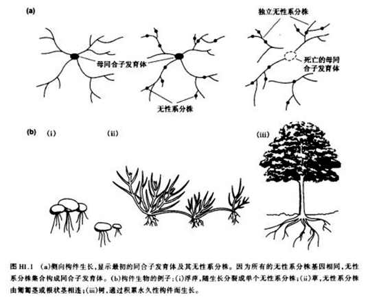 什么是构件生物