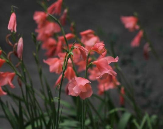 唐菖蒲（鸢尾科唐菖蒲属植物）