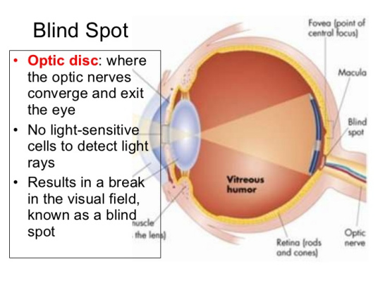 什么是盲点（生理学名词）