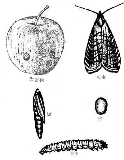 苹果小食心虫