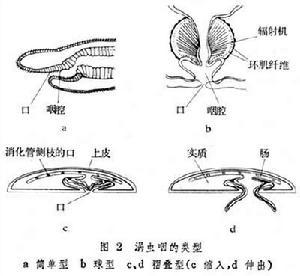 什么是涡虫纲