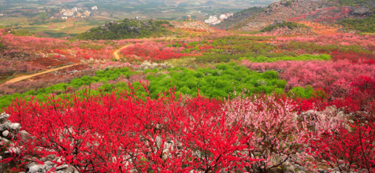 什么是桂林恭城桃花节