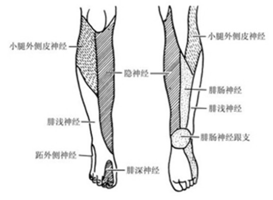 振动觉