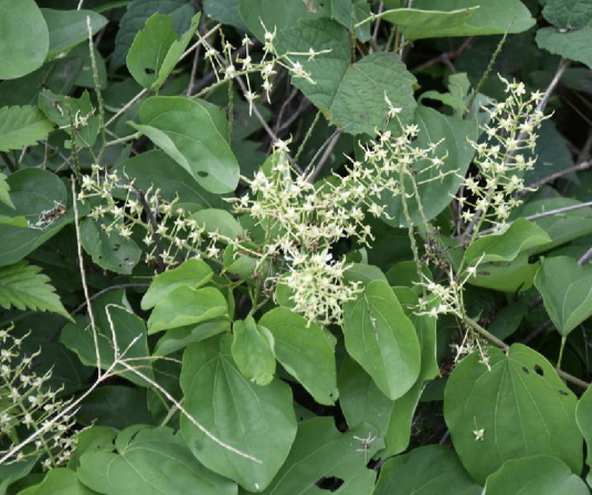 什么是龙须藤（豆科火索藤属植物）