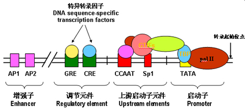 组蛋白基因