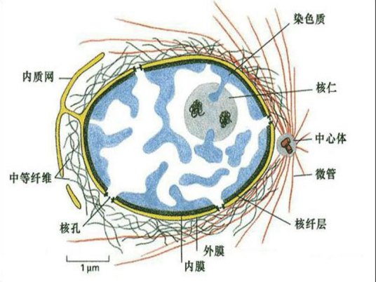 细胞核学