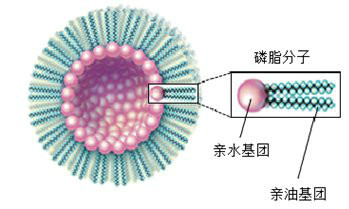 疏水基团