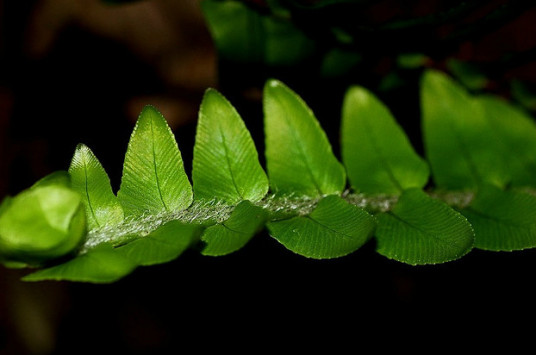 肾蕨（肾蕨科肾蕨属植物）