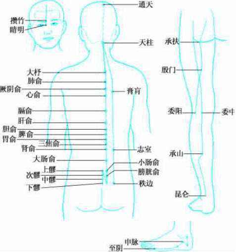 什么是足太阳膀胱经经络示意图