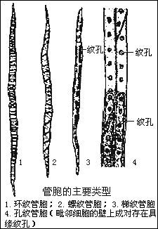 木质部发生