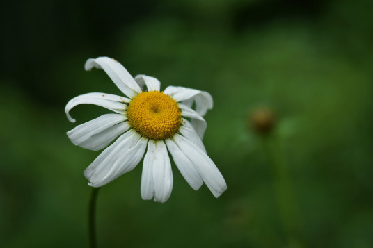 母菊（菊科母菊属植物）