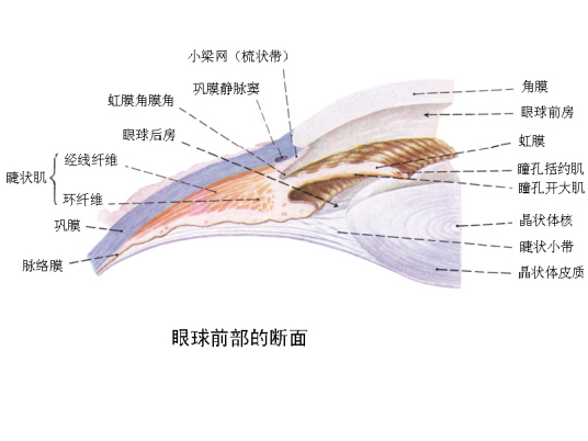 睫状体