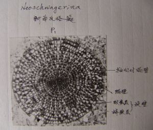 什么是新希瓦格蜓