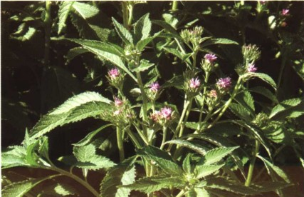 驱虫斑鸠菊（中药）