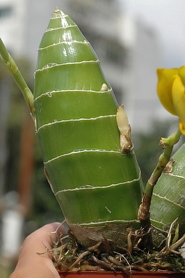 假球茎