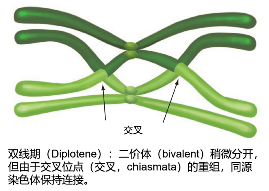 双线期