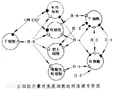 什么是白细胞介素-13