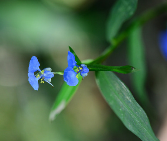 竹节菜（鸭跖草科鸭跖草属植物）