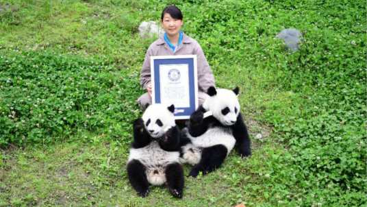 美美（首例圈养大熊猫野外引种产下并存活的大熊猫双胞胎之一）