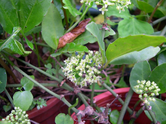 虌（蕨科蕨属植物）