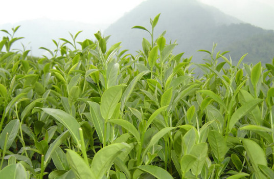 阿里山红茶