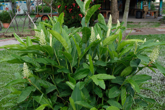 什么是红豆蔻（姜科山姜属植物）