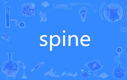 Spine（英语单词）