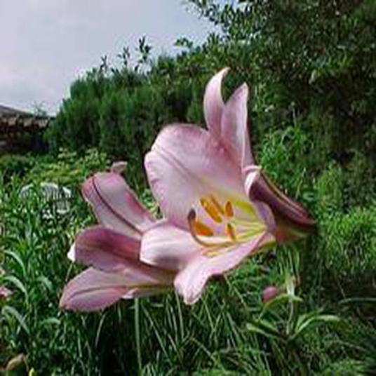 Lilium (Pink Perfection Group)