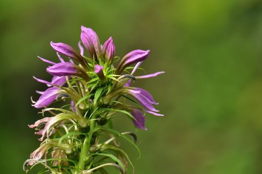 什么是江南山梗菜