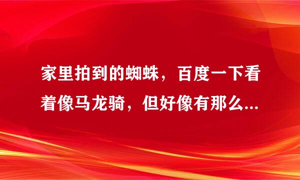 家里拍到的蜘蛛，百度一下看着像马龙骑，但好像有那么点不像，求大神指点。