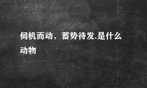 伺机而动，蓄势待发.是什么动物