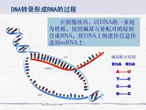 DNA转录过程是怎样的