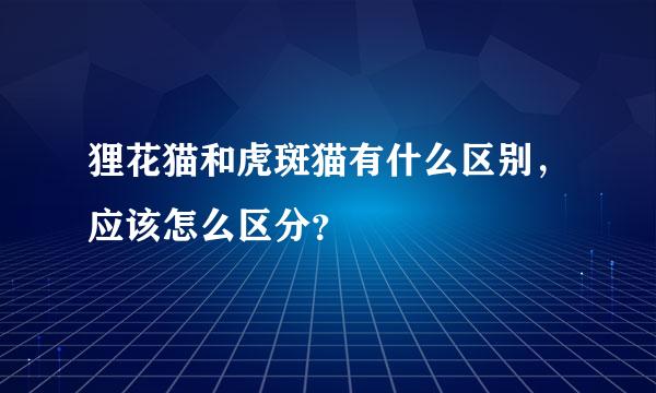 狸花猫和虎斑猫有什么区别，应该怎么区分？