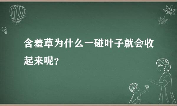 含羞草为什么一碰叶子就会收起来呢？