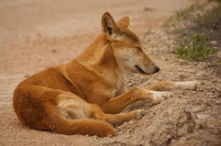 为什么澳洲野犬和中华田园犬长得那么像？它们是什么亲戚？