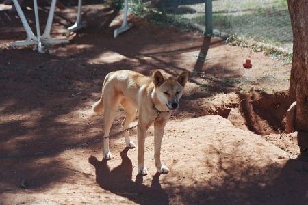 为什么澳洲野犬和中华田园犬长得那么像？它们是什么亲戚？