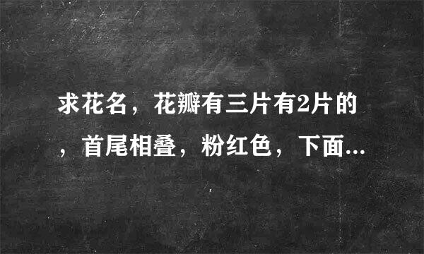 求花名，花瓣有三片有2片的，首尾相叠，粉红色，下面有点像小喇叭。不知道怎么描述，看图片